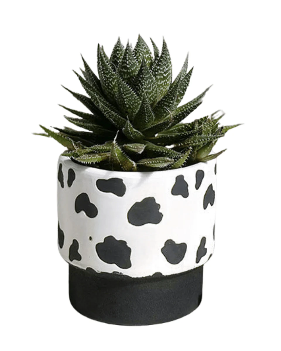 Moo Planter - Image 4