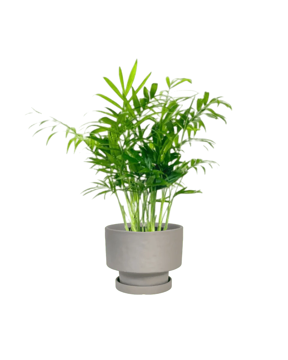 Mood Boosters Set - Image 5
