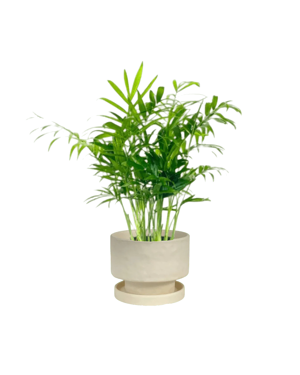 Mood Boosters Set - Image 6