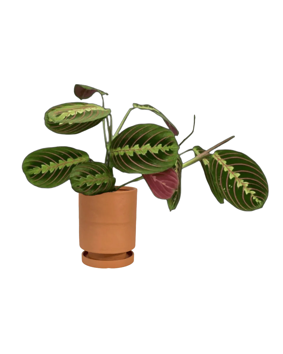 Mood Boosters Set - Image 8
