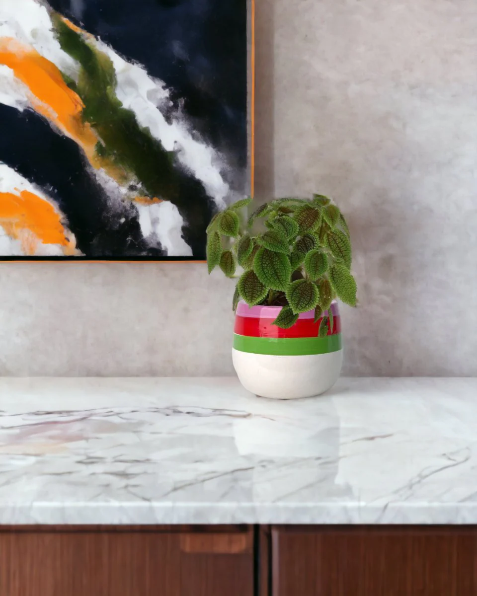 Moon Valley Pilea - Image 2