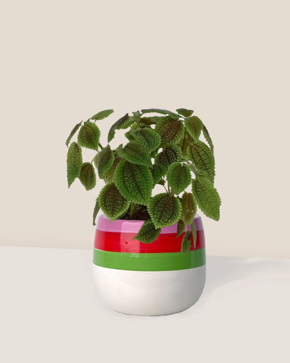 Moon Valley Pilea - Image 3