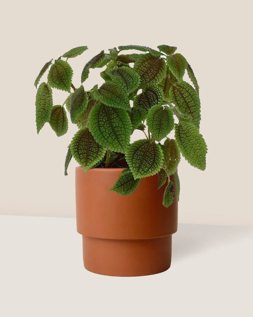Moon Valley Pilea - Image 4
