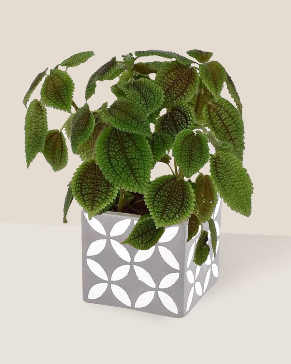 Moon Valley Pilea - Image 5