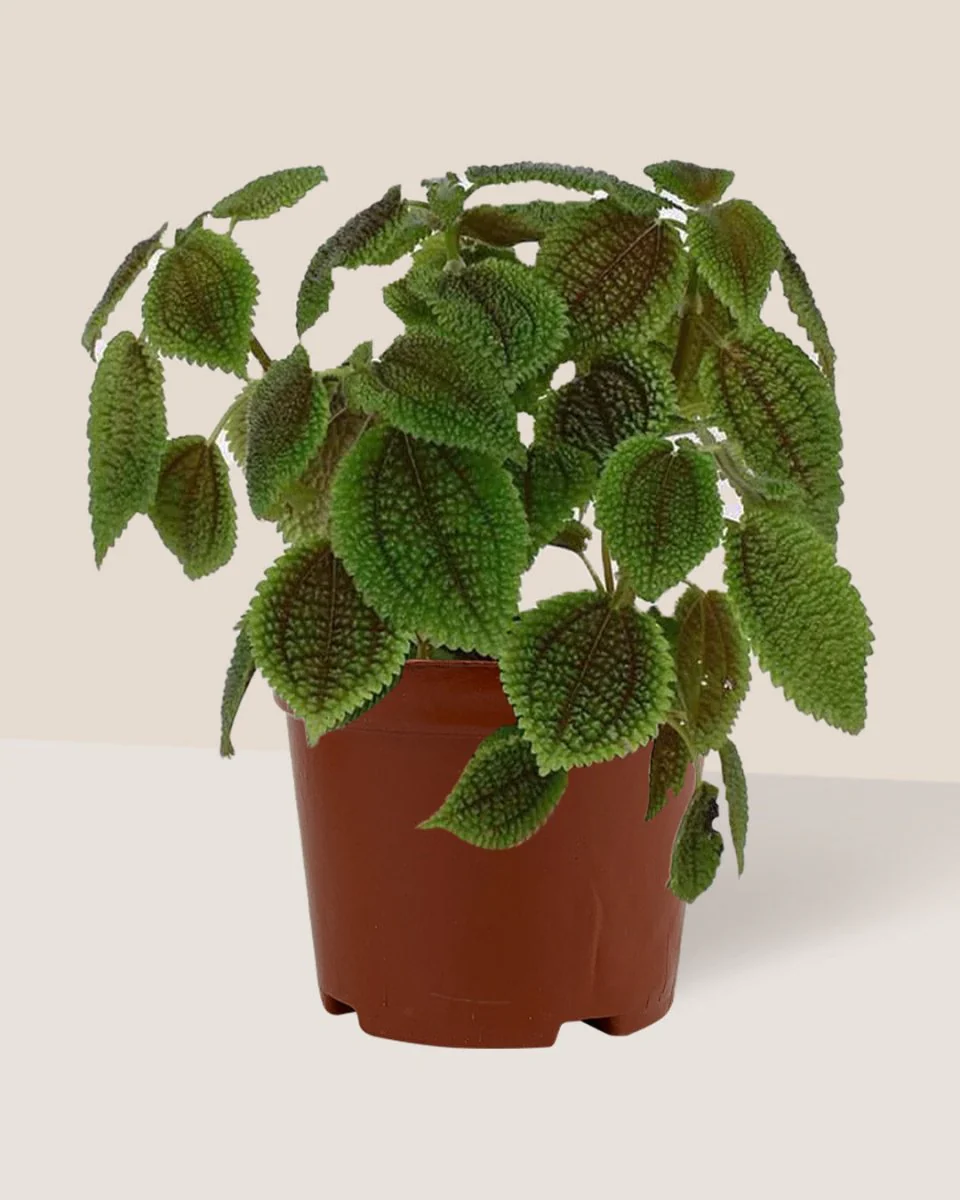 Moon Valley Pilea - Image 6