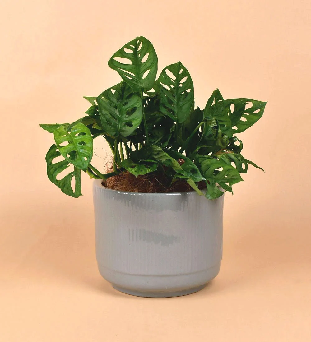 Morandi Pot - Image 4