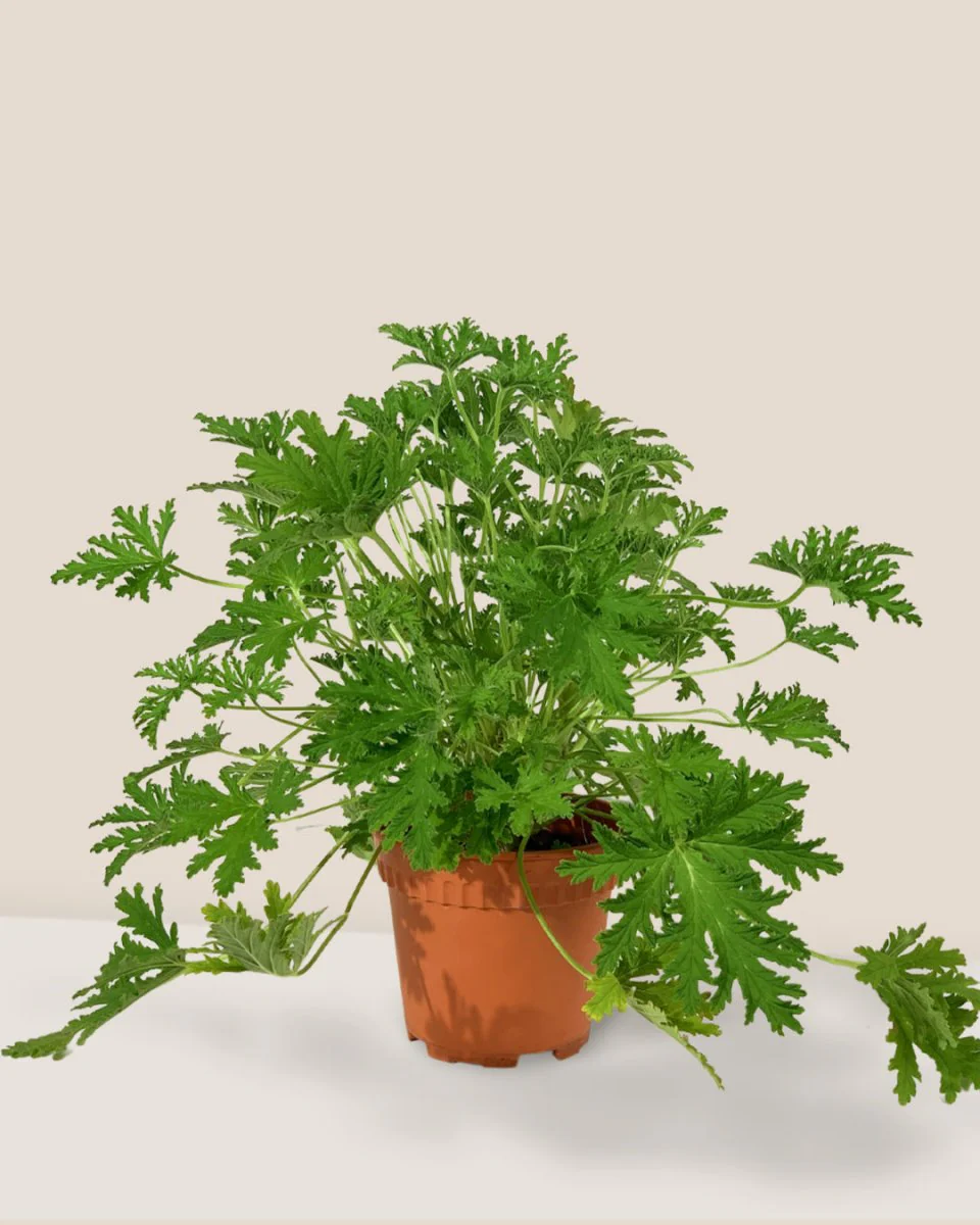 Mosquito Plant - Pelargonium Citrosum - Image 10