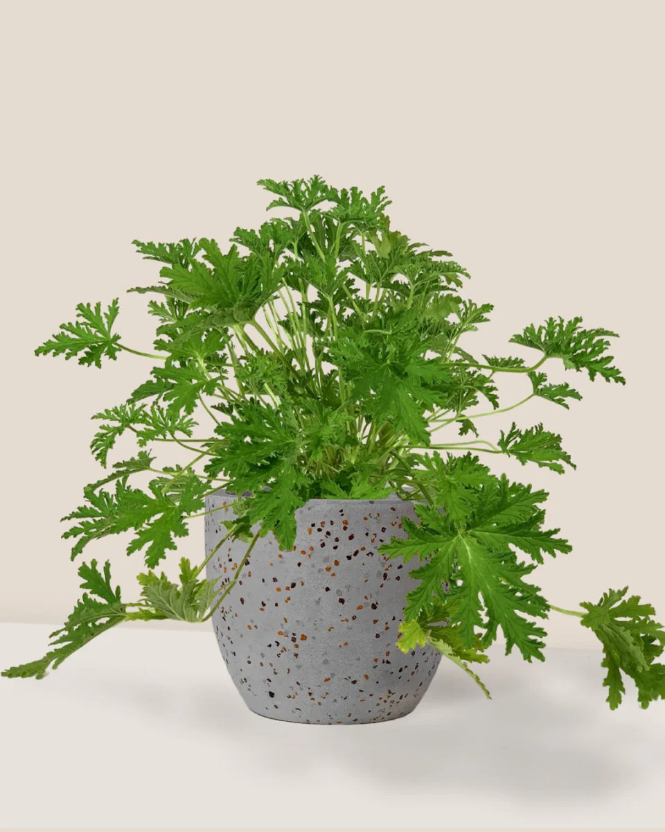 Mosquito Plant - Pelargonium Citrosum - Image 11