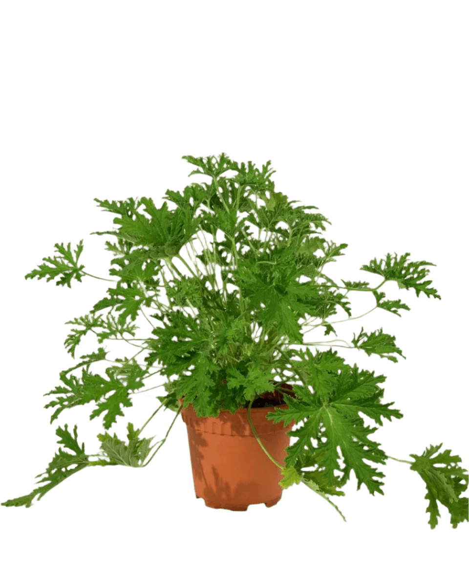 Mosquito Plant - Pelargonium Citrosum - Image 12