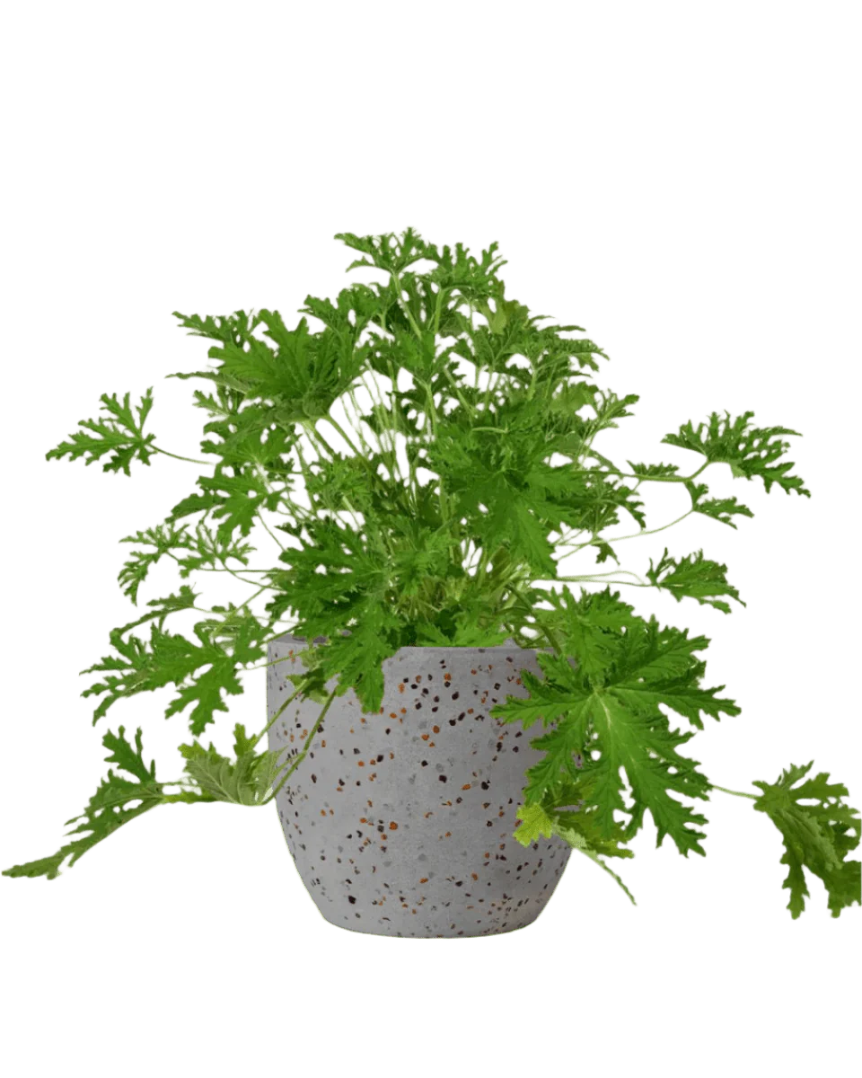 Mosquito Plant - Pelargonium Citrosum - Image 13