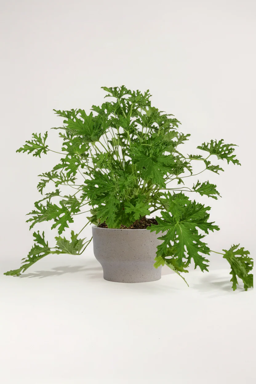 Mosquito Plant - Pelargonium Citrosum - Image 14