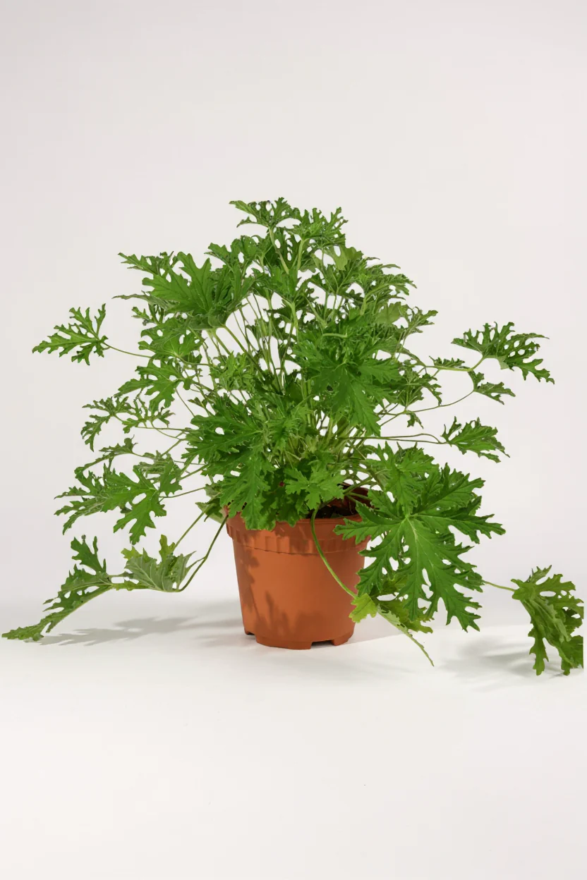 Mosquito Plant - Pelargonium Citrosum - Image 5