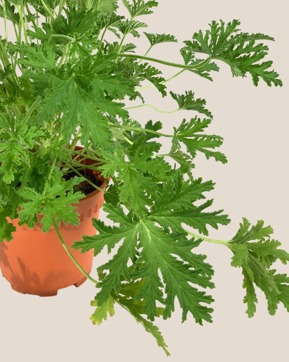 Mosquito Plant - Pelargonium Citrosum - Image 7