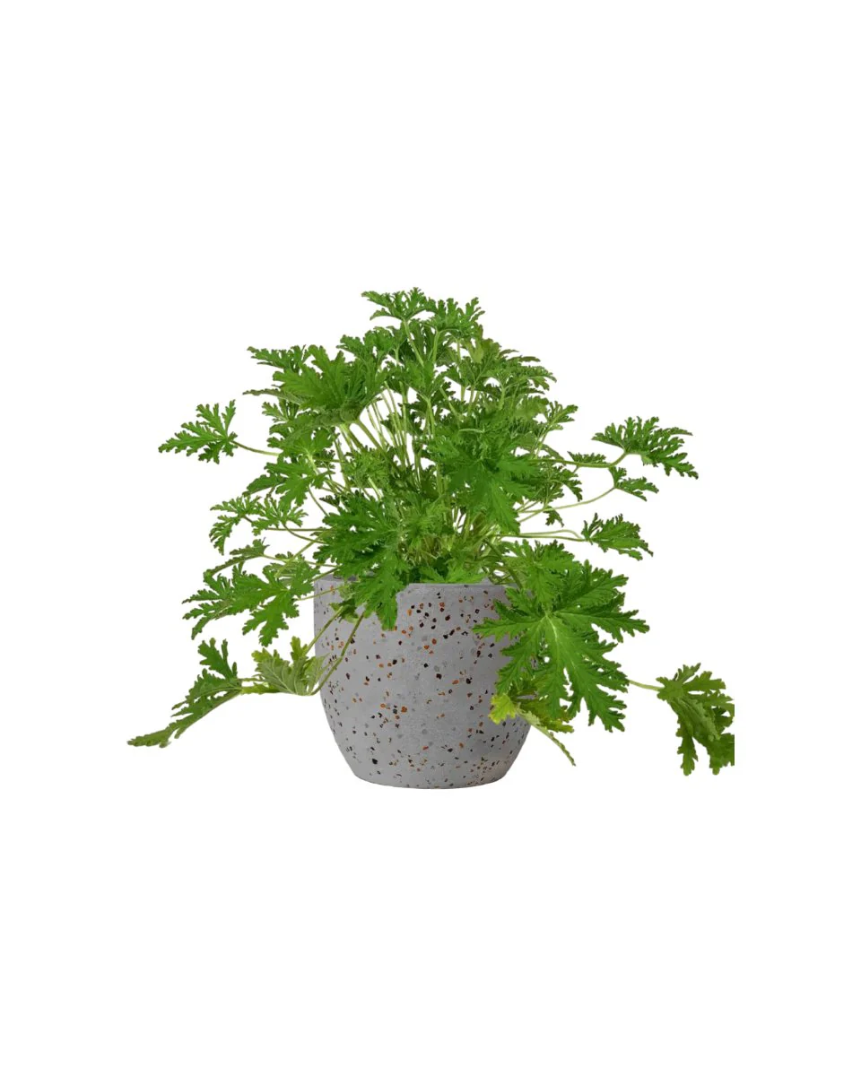 Mosquito Plant - Pelargonium Citrosum - Image 8