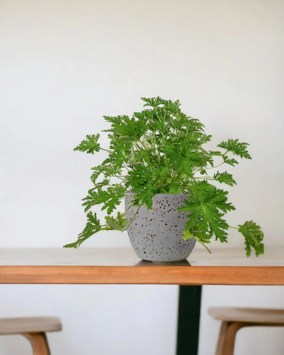 Mosquito Plant - Pelargonium Citrosum - Image 9