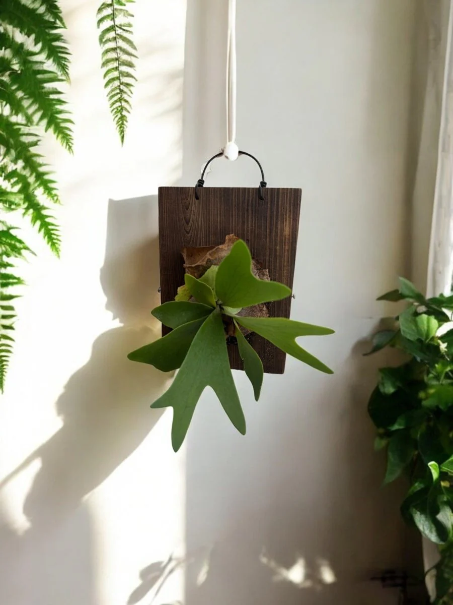 Mounted Fern and Timber - Image 7