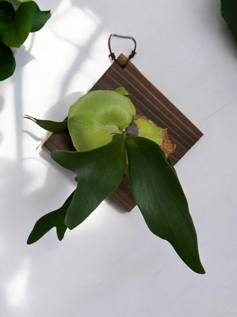 Mounted Fern and Timber - Image 8