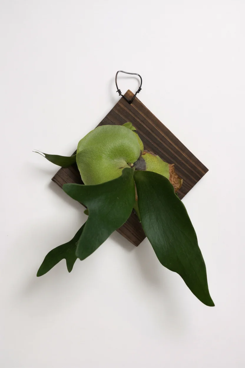 Mounted Fern and Timber - Image 9