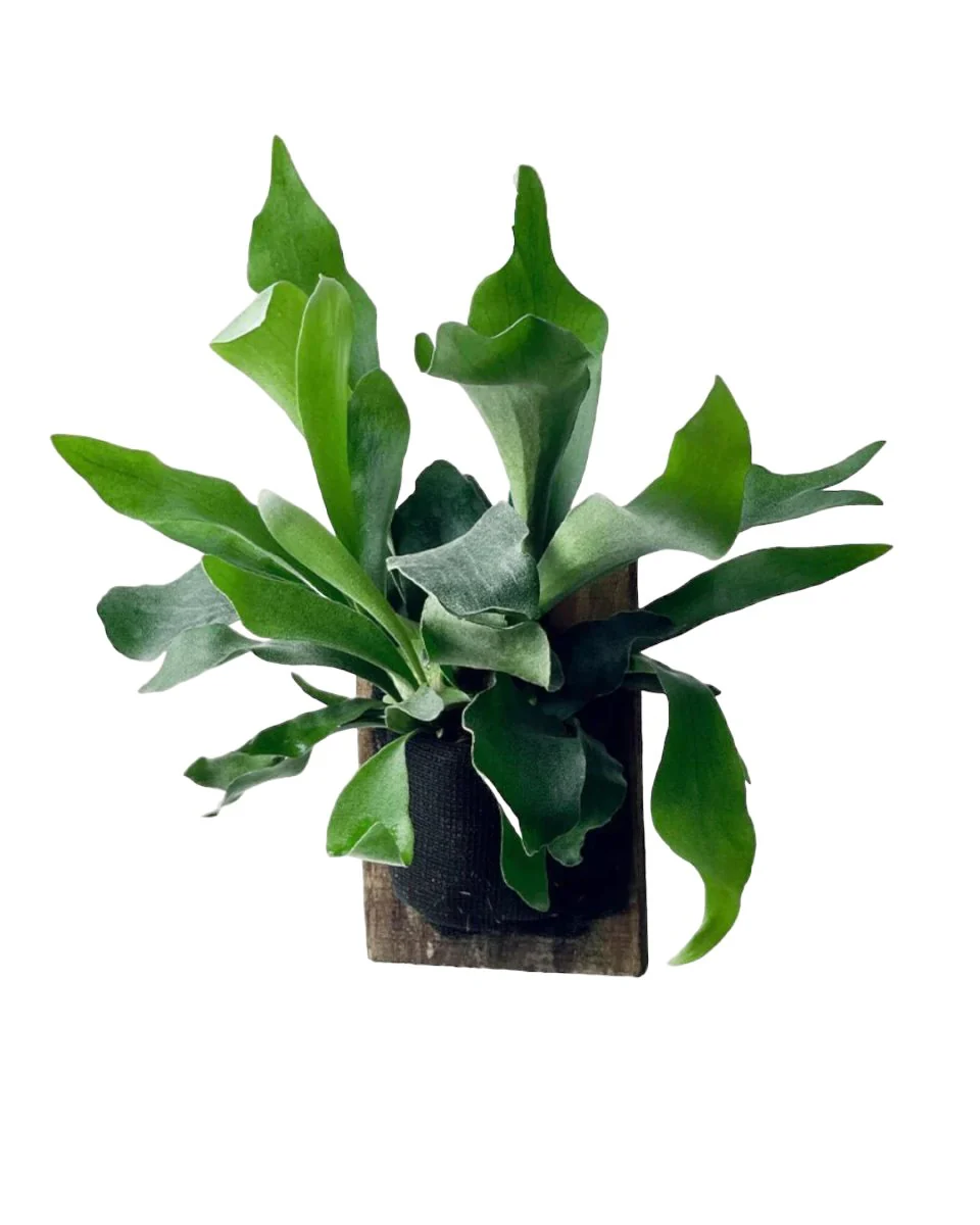 Mounted Staghorn Fern - Image 3