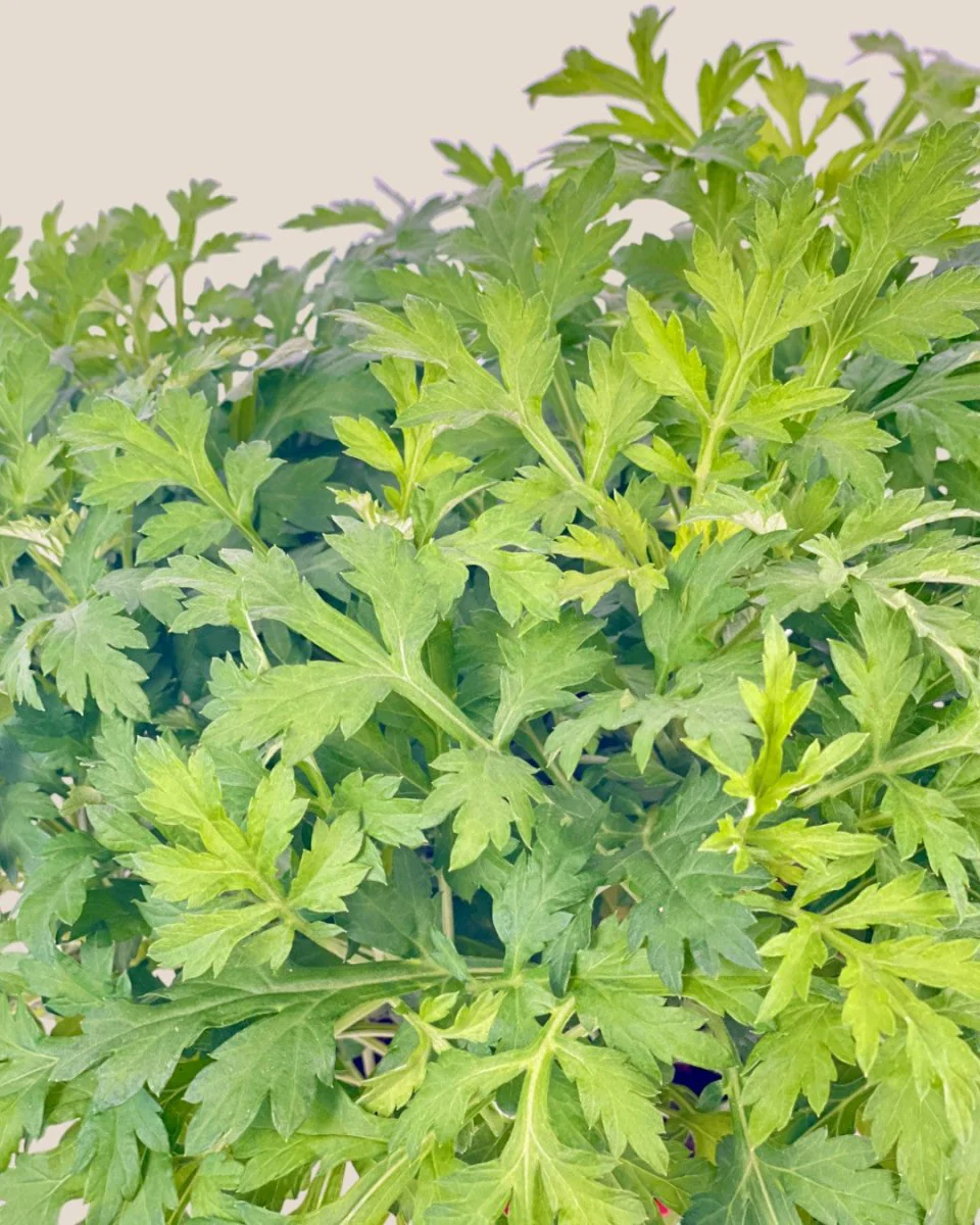 Mugwort - Image 3