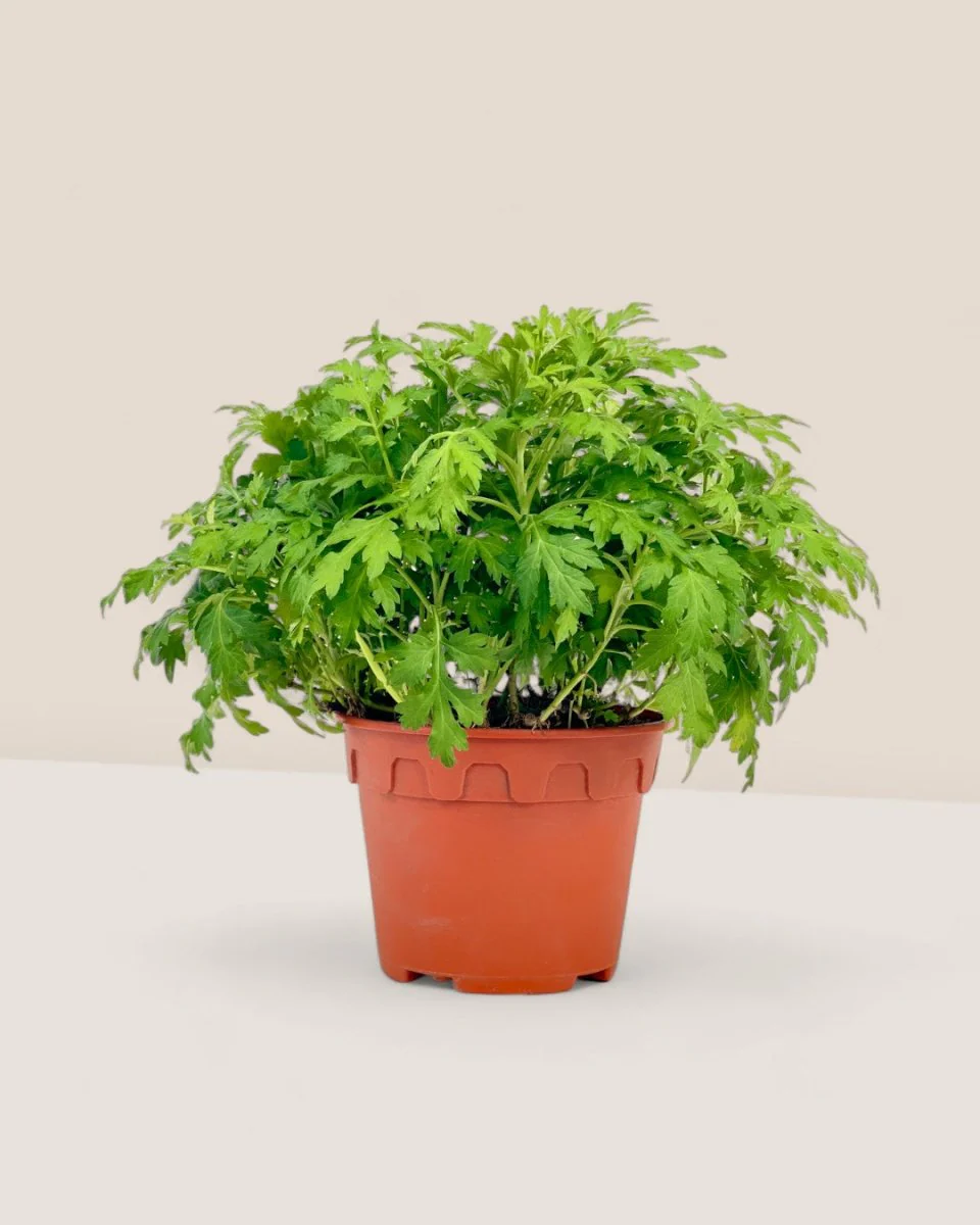 Mugwort - Image 4