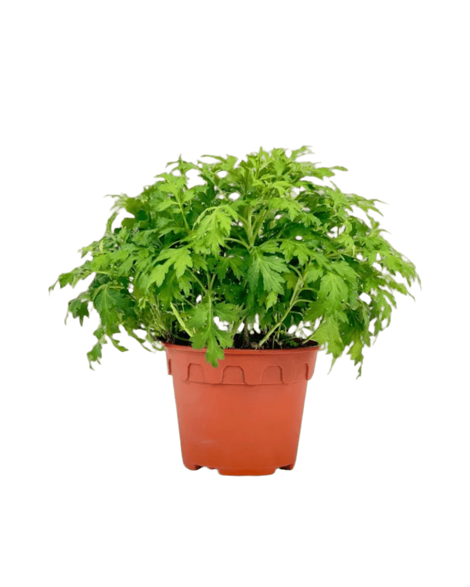 Mugwort - Image 5