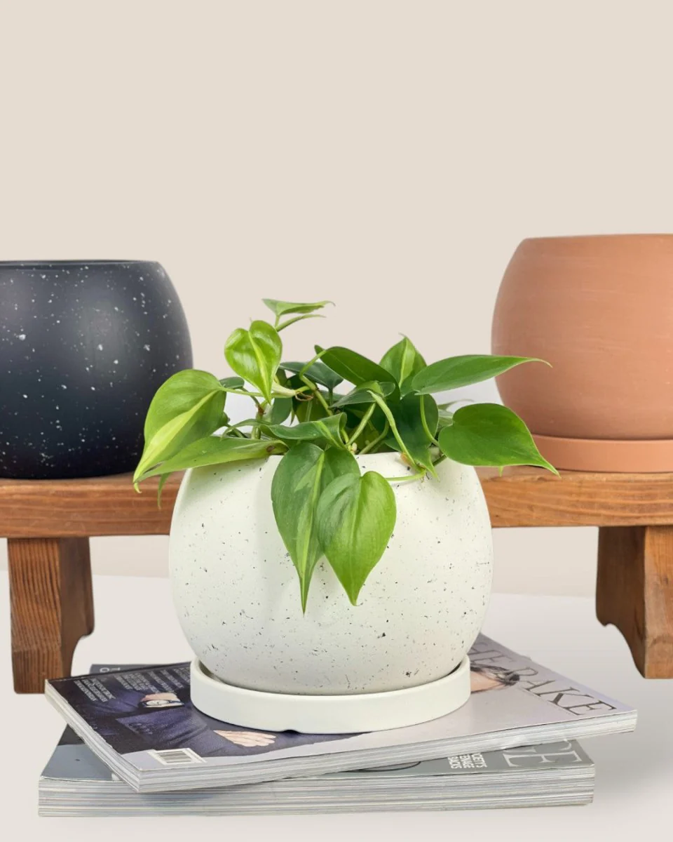 Nala Planter - Small - Image 11