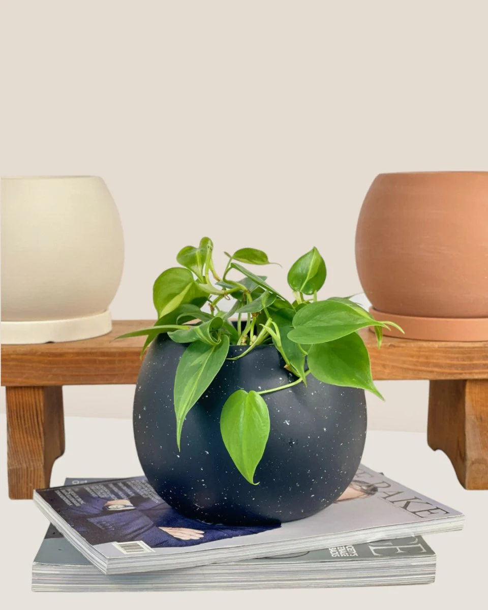 Nala Planter - Small - Image 2