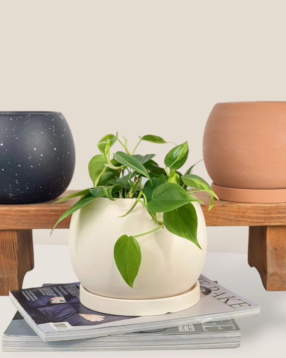 Nala Planter - Small - Image 4