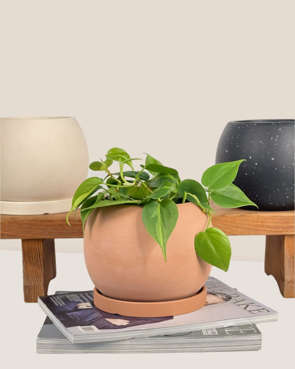 Nala Planter - Small - Image 8