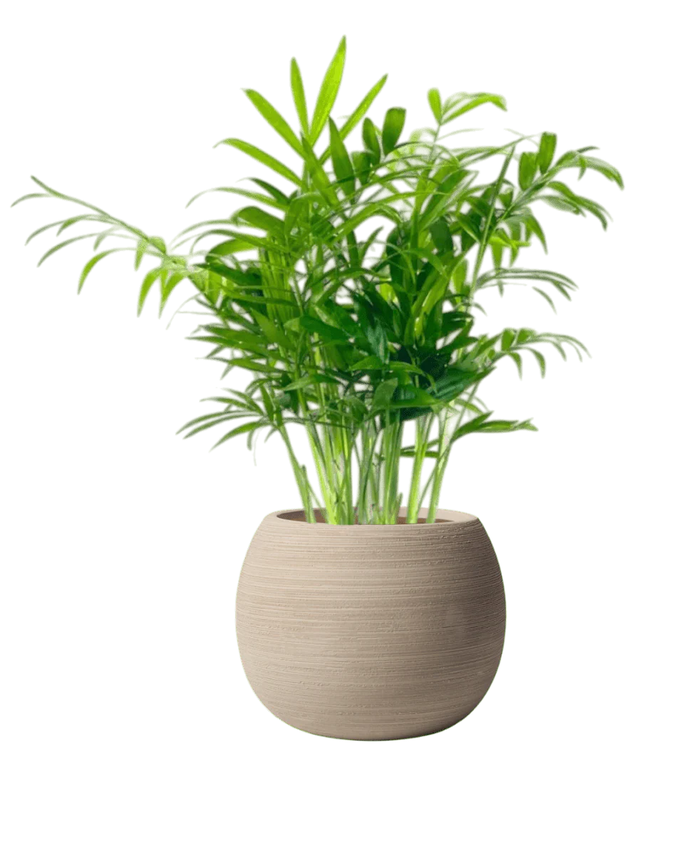 Nala Curves Planter - Small - Image 2