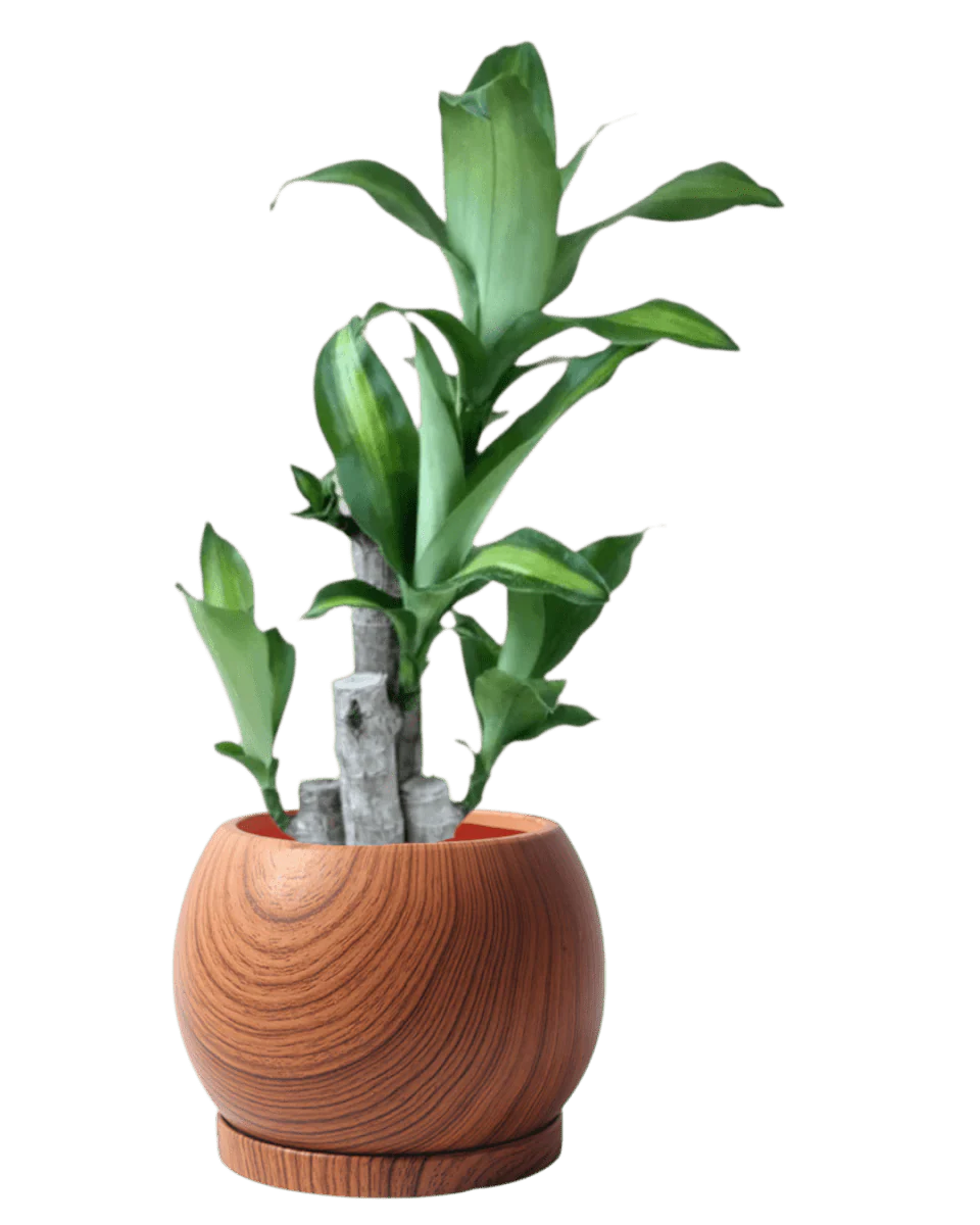 Nala Wood Planter - Medium - Image 2