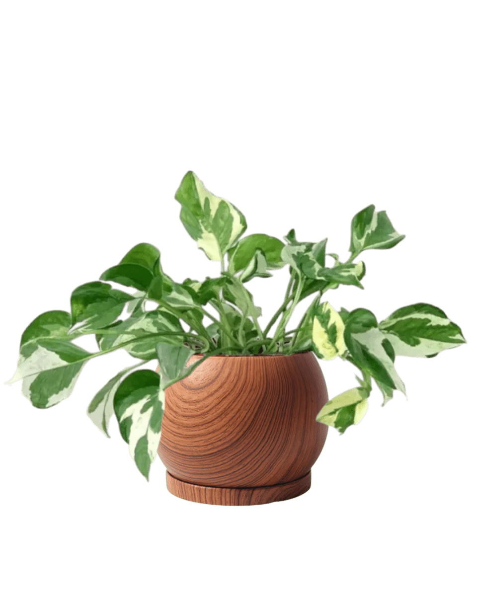 Nala Wood Planter - Small - Image 2