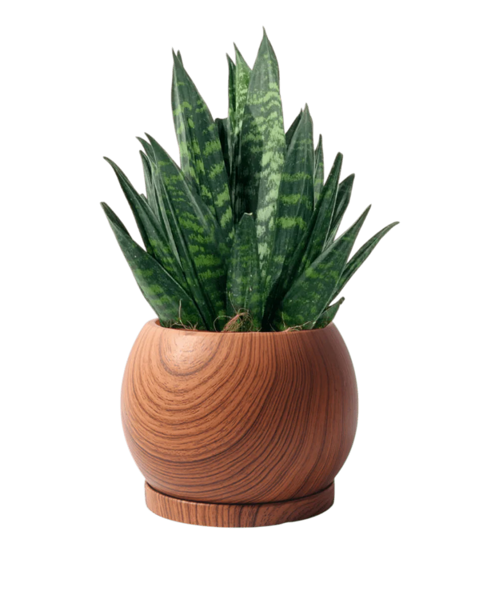 Nala Wood Planter - Small - Image 3