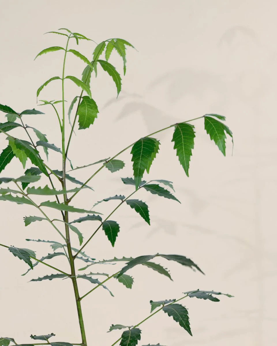 Neem Tree Plant - Image 10