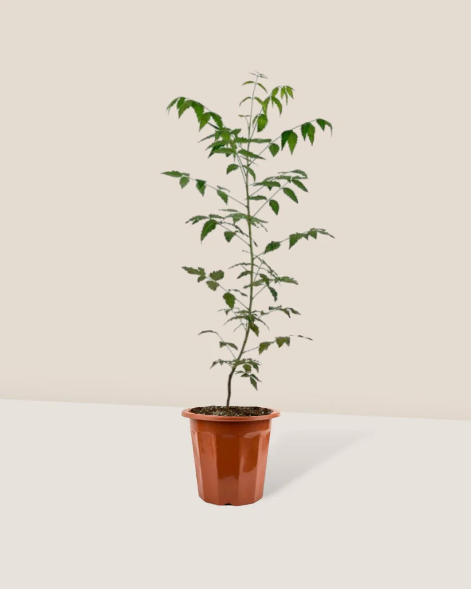 Neem Tree Plant - Image 12