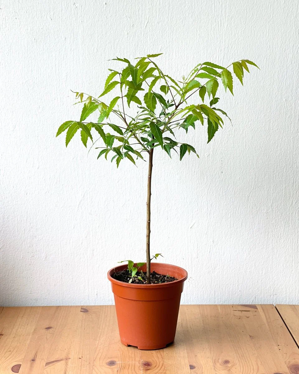 Neem Tree Plant - Image 13