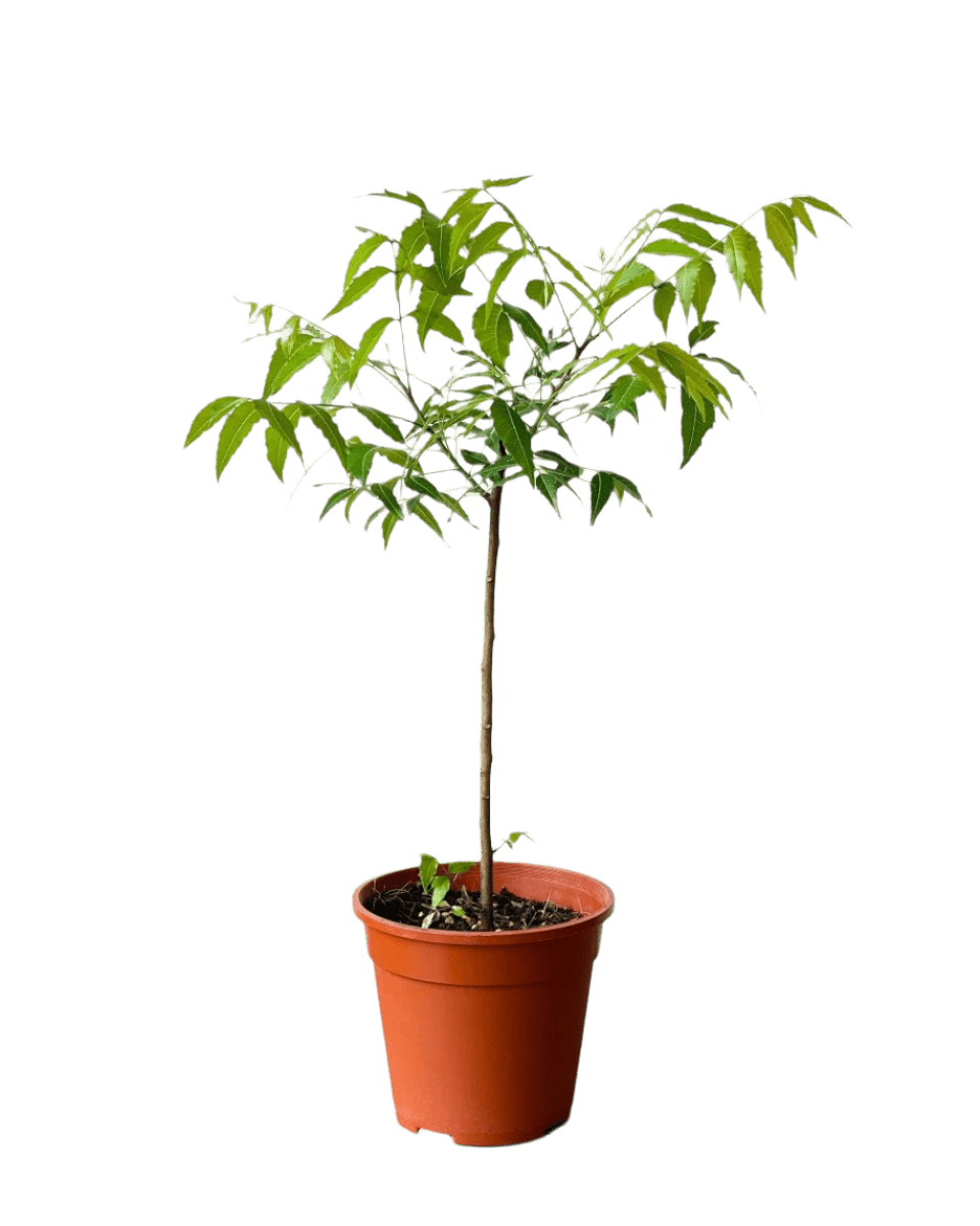 Neem Tree Plant - Image 14