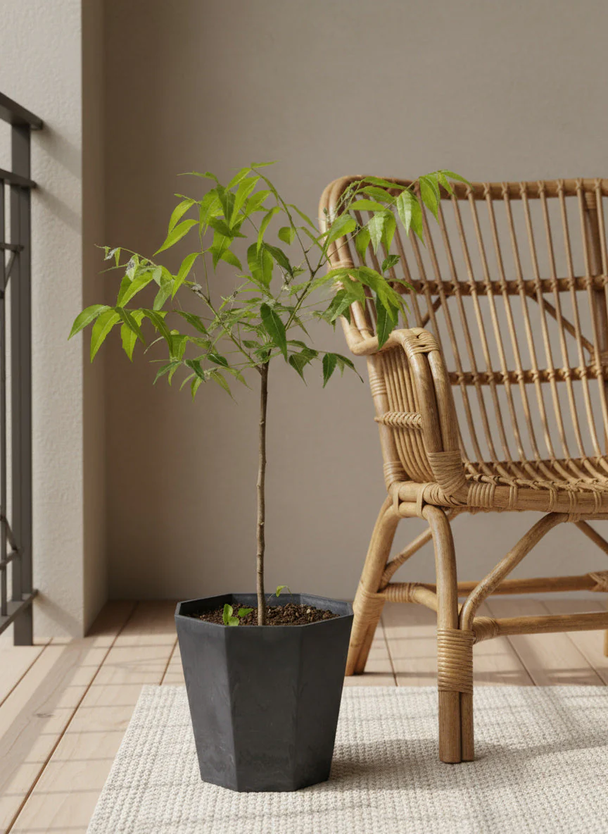Neem Tree Plant - Image 3