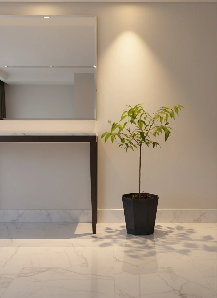 Neem Tree Plant - Image 4