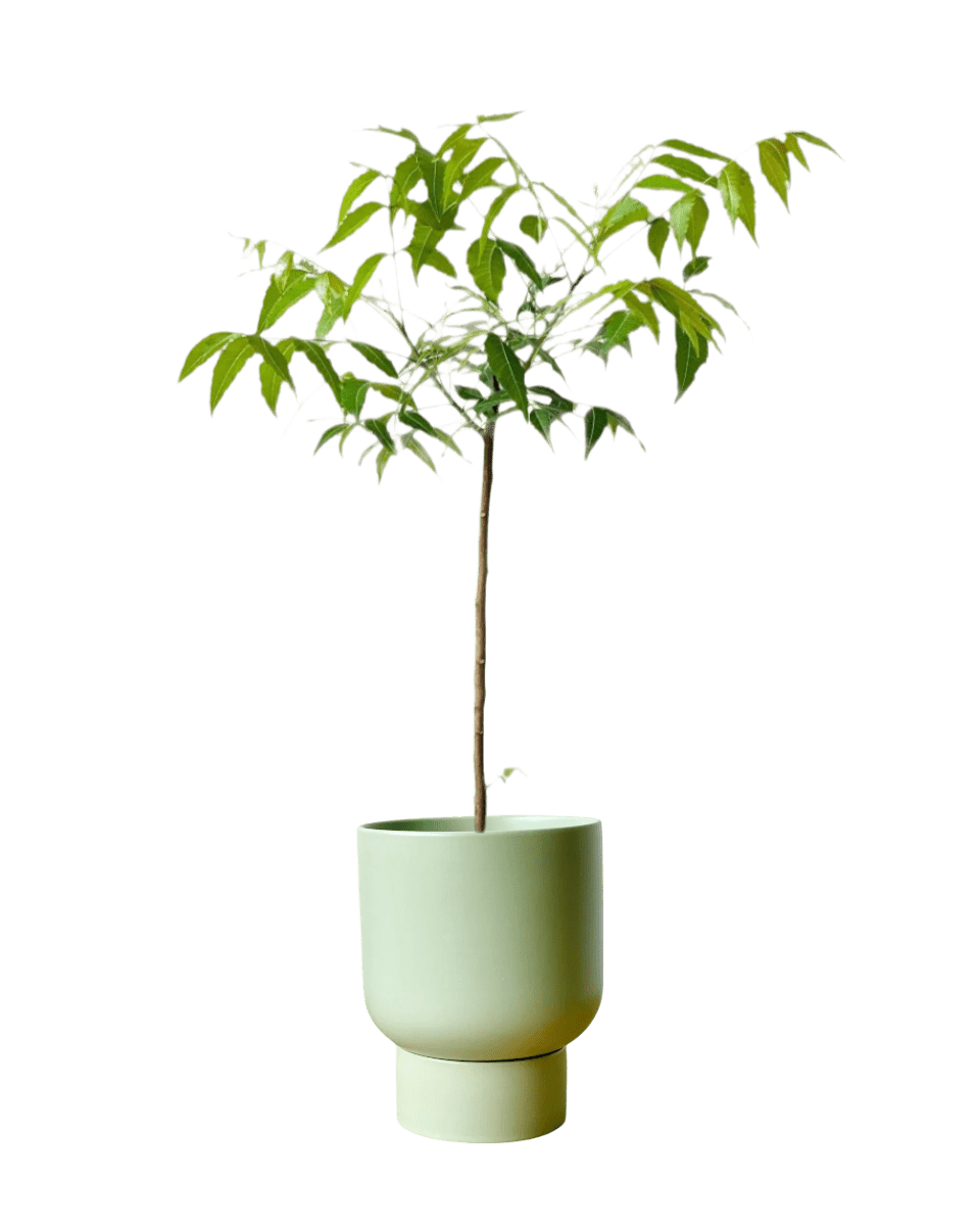 Neem Tree Plant - Image 5