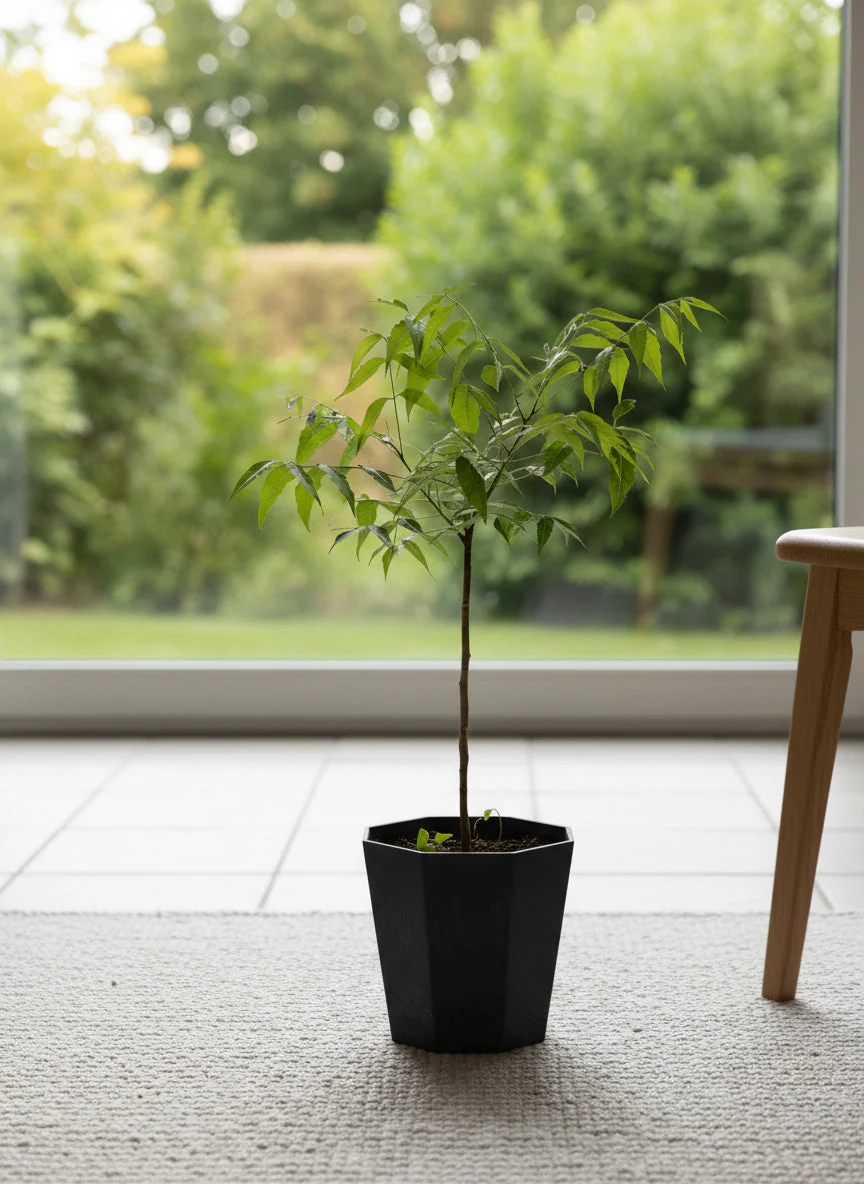 Neem Tree Plant - Image 6