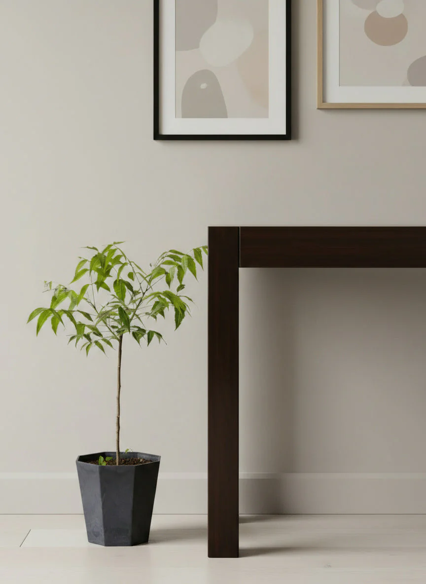 Neem Tree Plant - Image 7
