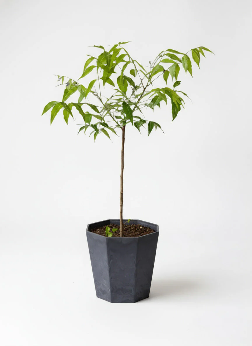 Neem Tree Plant - Image 8