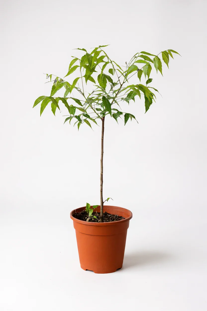 Neem Tree Plant - Image 9