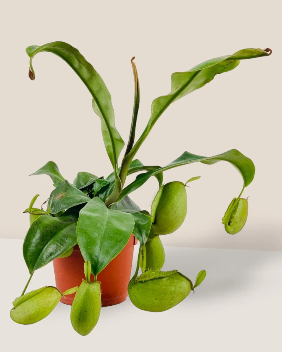 Nepenthes Pitcher Plant (30cm) - Image 2