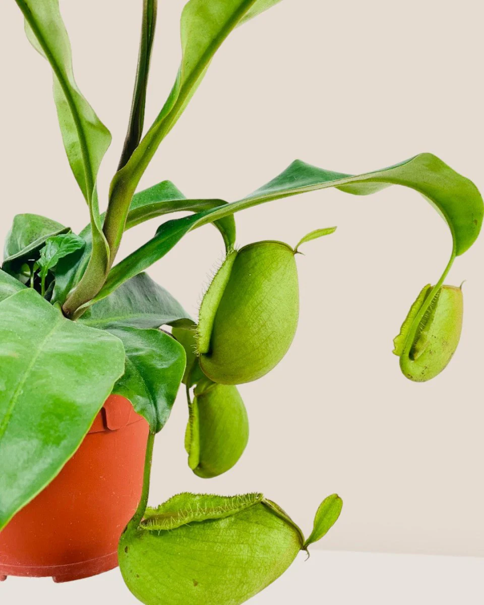 Nepenthes Pitcher Plant (30cm) - Image 3