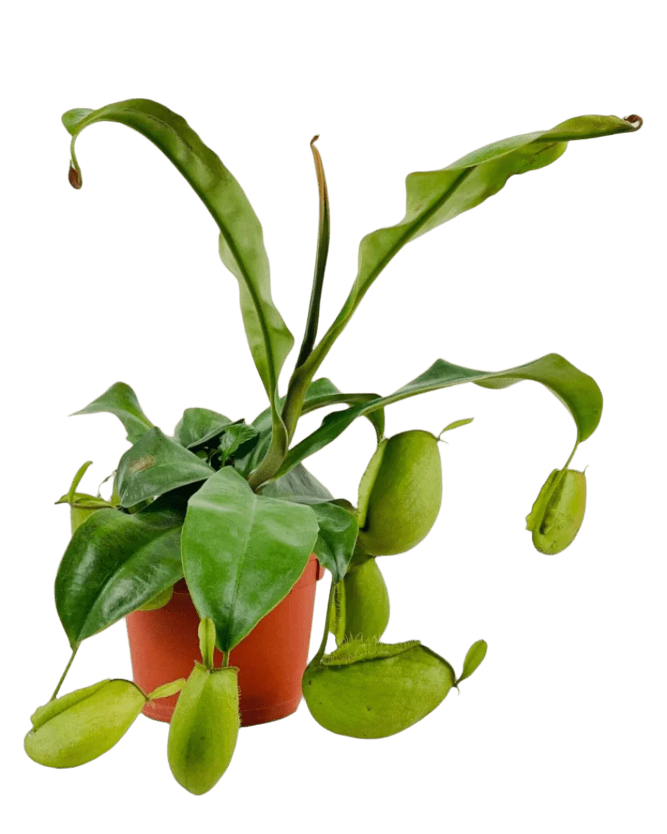 Nepenthes Pitcher Plant (30cm) - Image 4