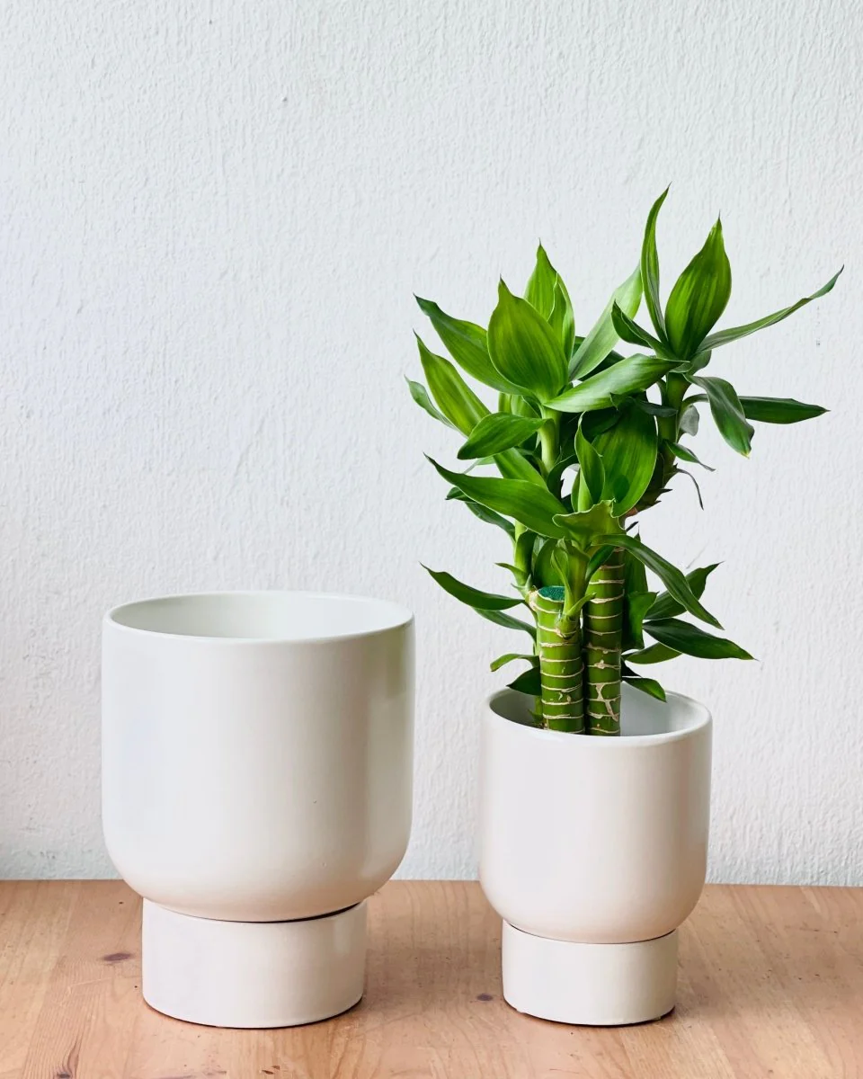 Nicole Ceramic Pot - Small - Image 3