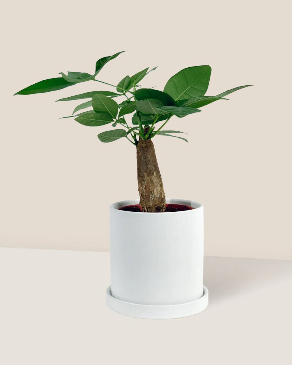 Nordic White Cylinder Planter - Image 2